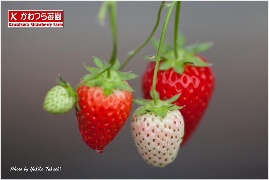Green house of Kawatsura Strawberry Farm