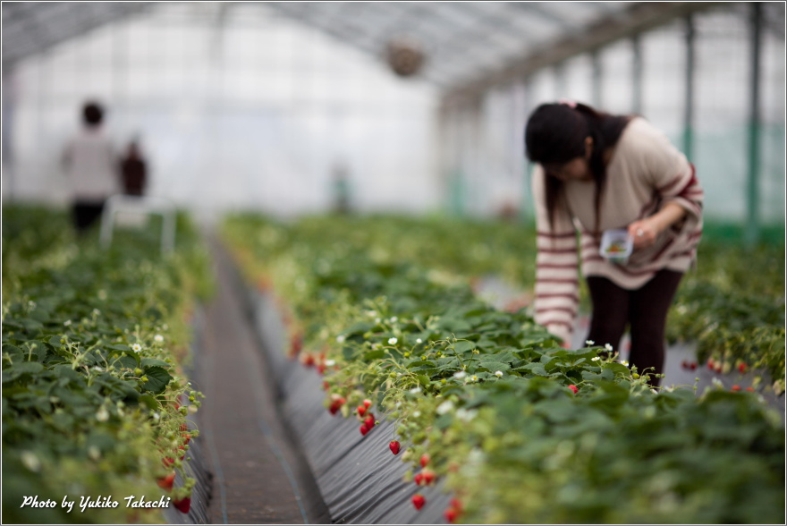 Green house of Kawatsura Strawberry Farm